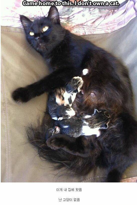 내 고양이 아님 | 인스티즈