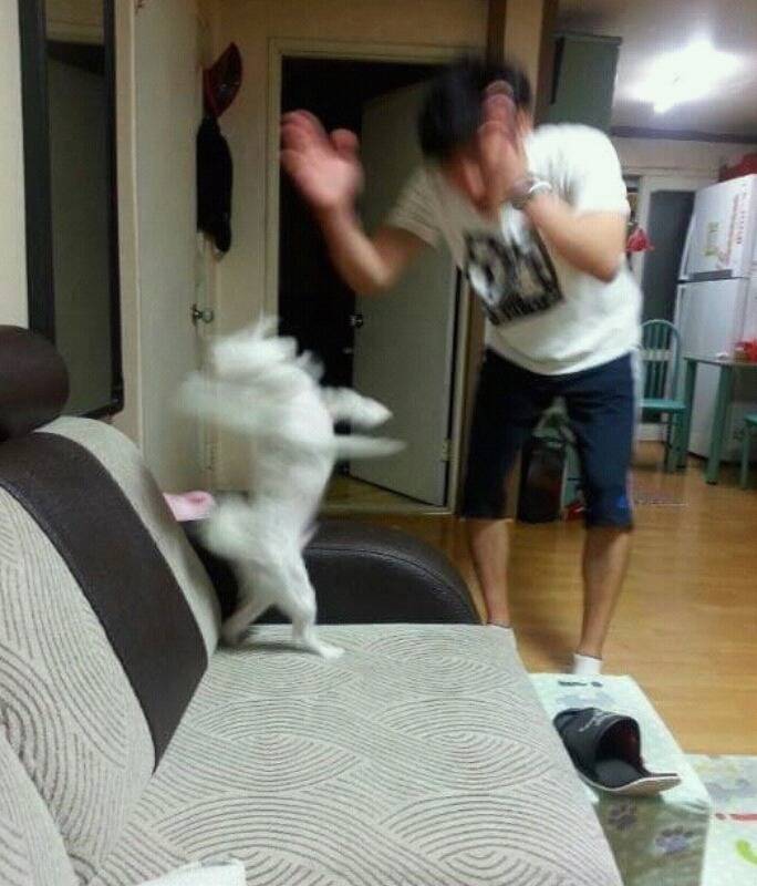 국가가 강아지한테 허락한 유일한 마약 | 인스티즈