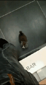 집사를 선택한 주인 | 인스티즈