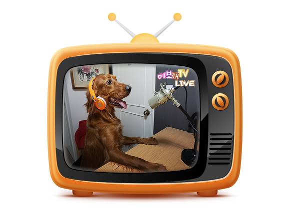 안내견에 대한 잘 몰랐던 사실들.. 그 개를 알고싶다! 안내견편!! | 인스티즈