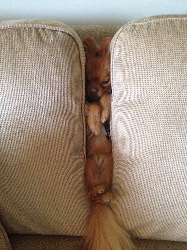 아무데서나 잘 수 있는 강아지들 | 인스티즈