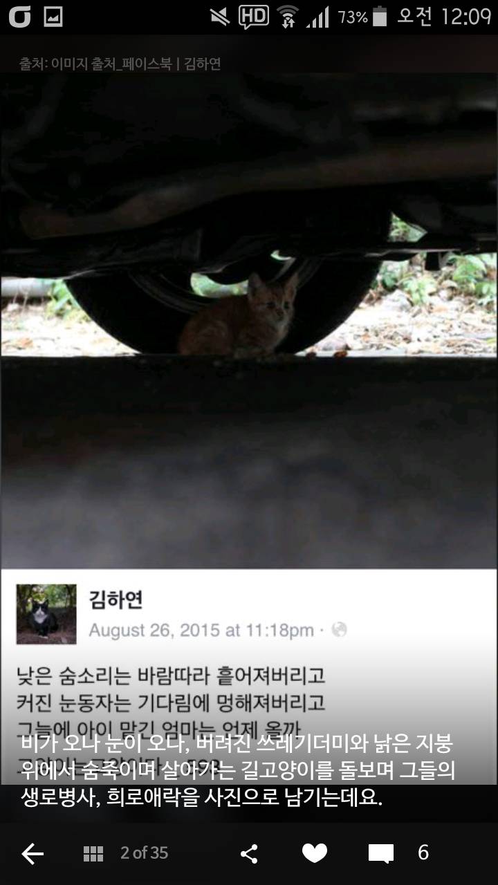 비가오나 눈이오나 길냥이 사진을 찍는 작가 | 인스티즈