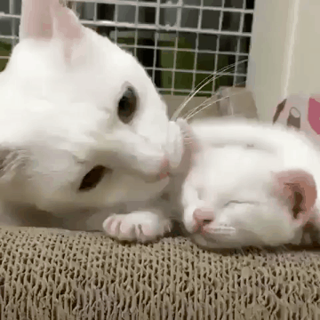 아이구 내새끼.gif | 인스티즈