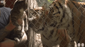 이상과 현실.gif | 인스티즈