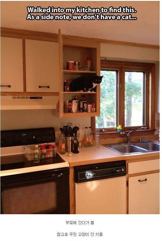 내 고양이 아님 | 인스티즈