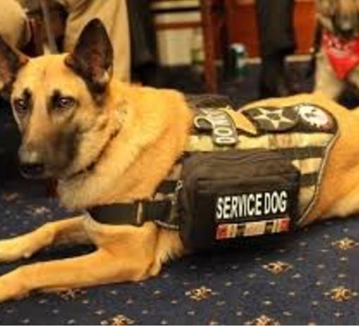 안내견에 대한 잘 몰랐던 사실들.. 그 개를 알고싶다! 안내견편!! | 인스티즈