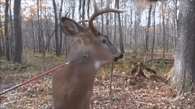 죽은척 하는 사슴 | 인스티즈