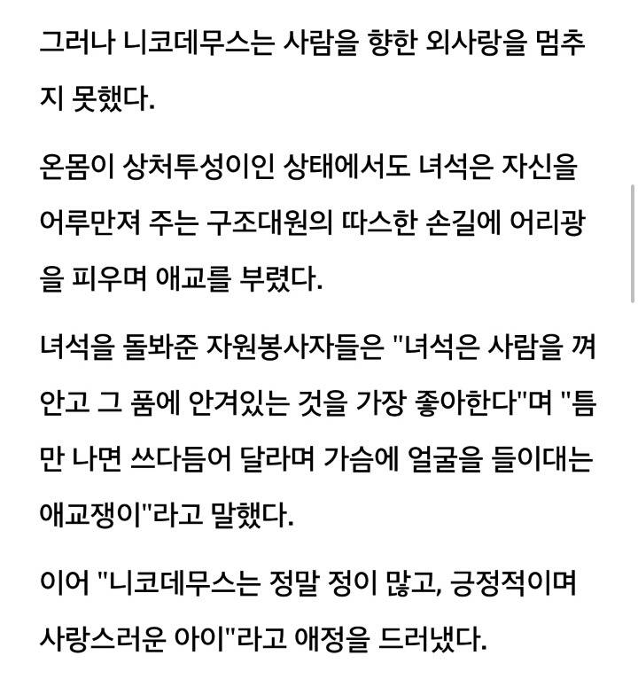 턱 부러지는 학대 당하고도 사람만 보면 좋아서 안기는 유기묘 | 인스티즈