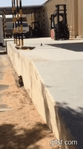 길냥이의 사냥법.gif | 인스티즈