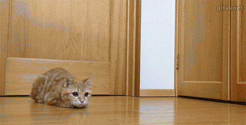 PK 잘막는 고양이.gif | 인스티즈