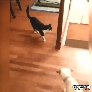 깜짝놀라 돌아버린 댕댕이들 | 인스티즈