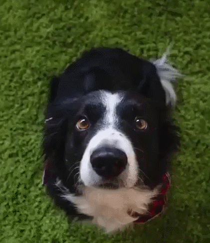 나만 바라보는 이가 있습니다 | 인스티즈