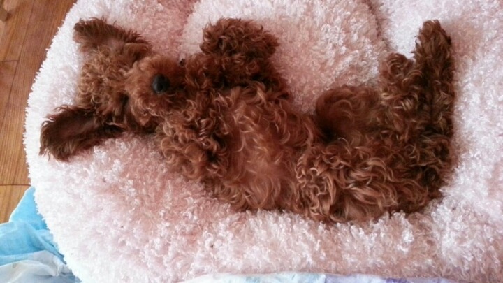 인절미 vs 간장치킨 vs 솜사탕 | 인스티즈