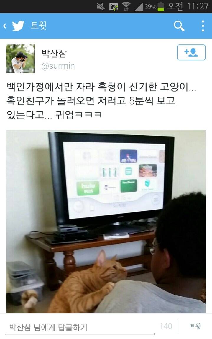 인종구별 고양이.twt | 인스티즈