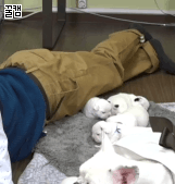 ???:주인님...좀 비켜주세요.... | 인스티즈