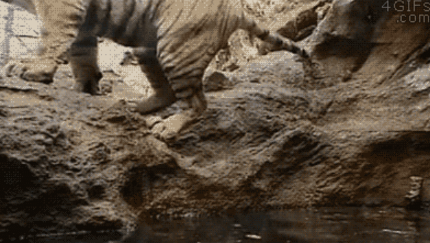 사우나를 즐기는 호양이.gif | 인스티즈