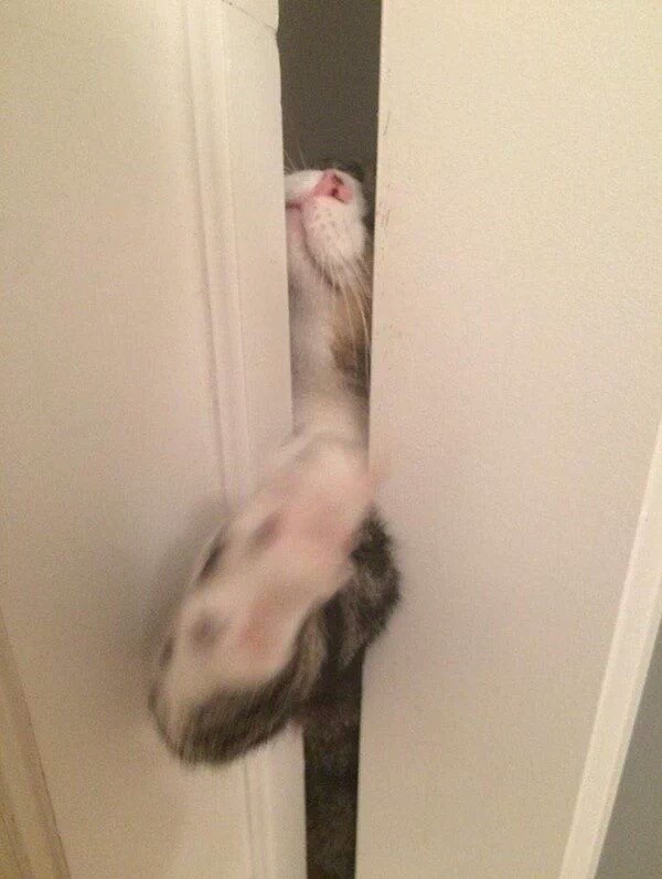 잠깐 집사! 기다려 달라냥!.jpg | 인스티즈