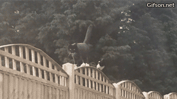 따라오지마.gif | 인스티즈