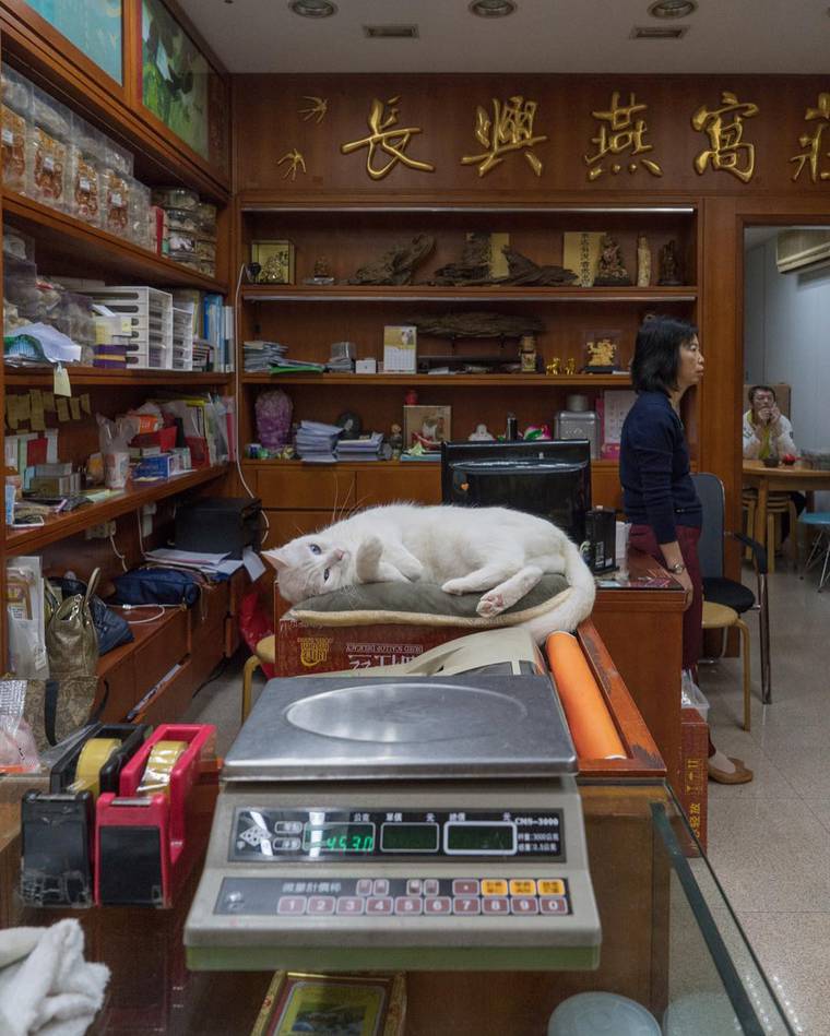 상점에 살고 있는 홍콩 고양이들 | 인스티즈