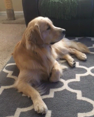 심장폭행하는 리트리버들 | 인스티즈