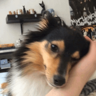 개님들 | 인스티즈