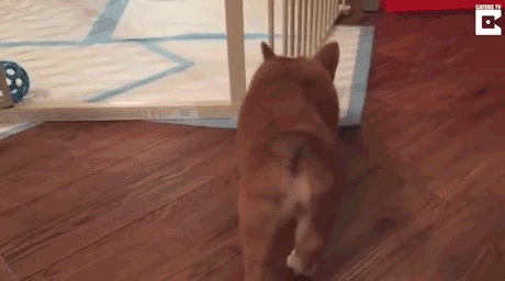 댕댕이를 자주자주 충전해야 하는 EU | 인스티즈