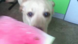 개님들 | 인스티즈