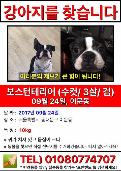 [서울동대문구] 강아지를 잃어버렸어요 | 인스티즈