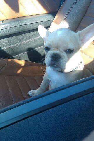 멍멍이들에게 병원가자고 했을때 반응 | 인스티즈