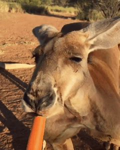 당근 먹는 호주형.gif | 인스티즈