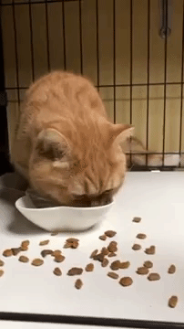 이것도 밥이라고 가져왔냥.gif | 인스티즈