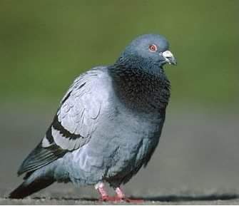 호불호 안 갈리는 동물 | 인스티즈