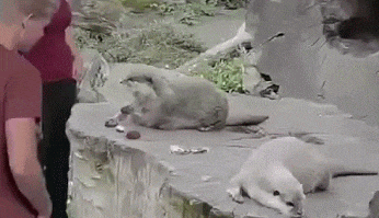 동물원의 흔한 야바위꾼 | 인스티즈