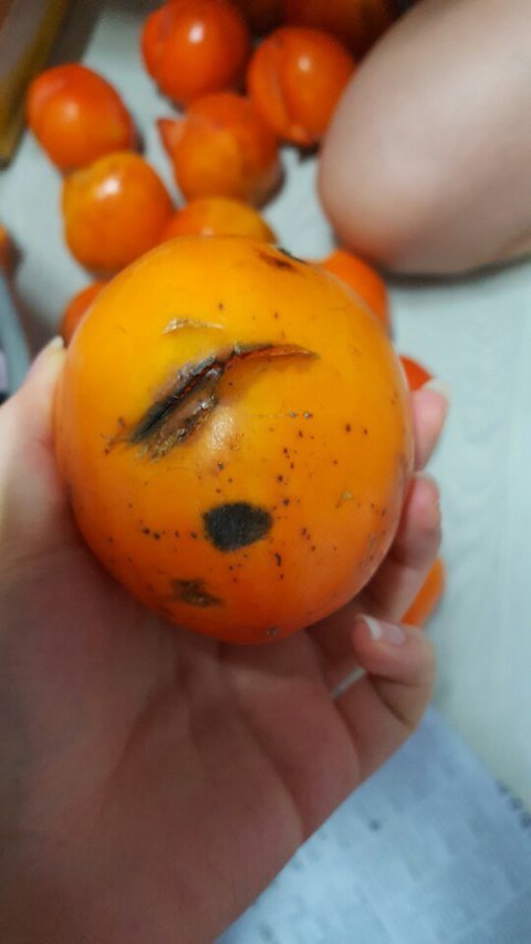 [판] 대봉감을 시켰는데 사기당했네요ㅋㅋㅋ | 인스티즈