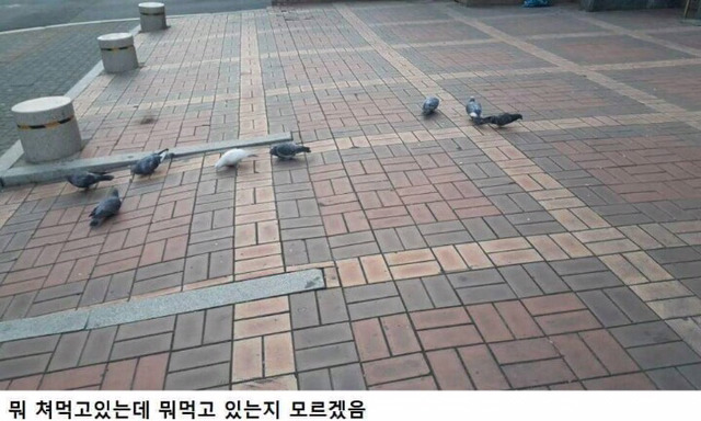 길거리 비둘기 특징 | 인스티즈