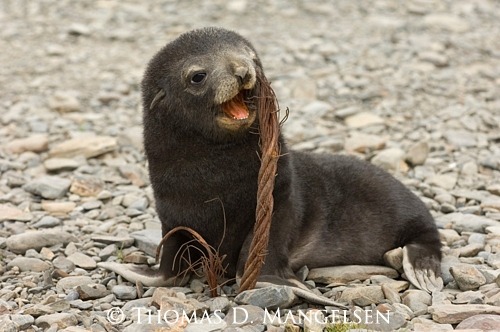 [물개] 이 것은 그냥 귀엽기 짝이없는 물들 사진(안귀여울 수도 있음) | 인스티즈