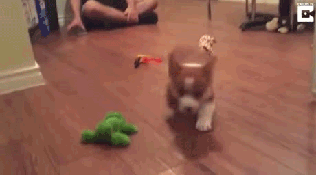 댕댕이를 자주자주 충전해야 하는 EU | 인스티즈