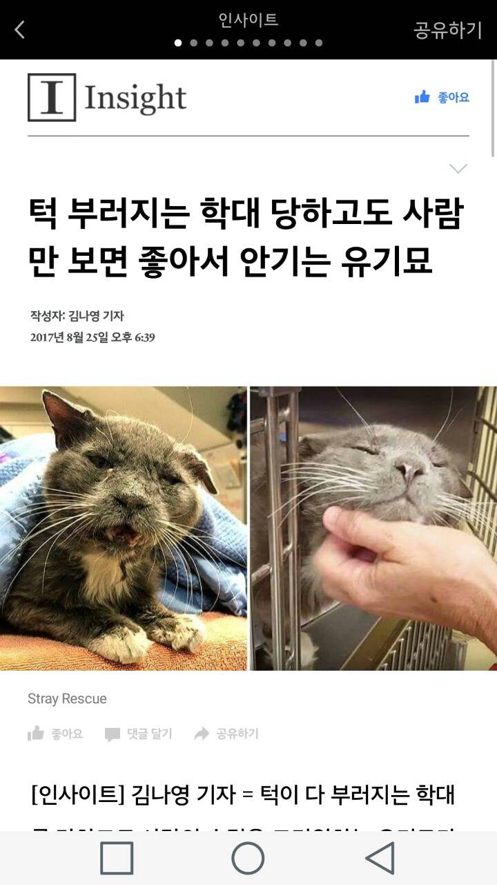 턱 부러지는 학대 당하고도 사람만 보면 좋아서 안기는 유기묘 | 인스티즈