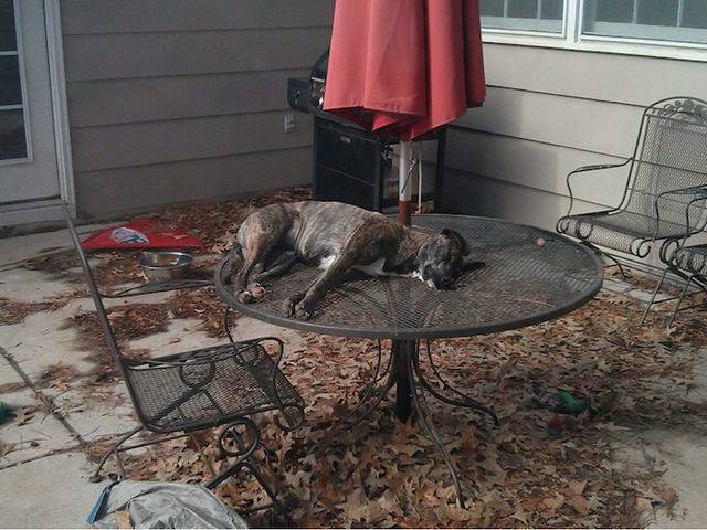 아무데서나 잘 수 있는 강아지들 | 인스티즈