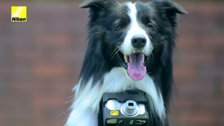 강아지의 심장이 뛰면 사진이 찍히는 사진기.jpg | 인스티즈