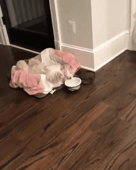 개 귀찮을 때 | 인스티즈