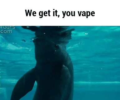 돌고래의 신기한 놀이.gif | 인스티즈