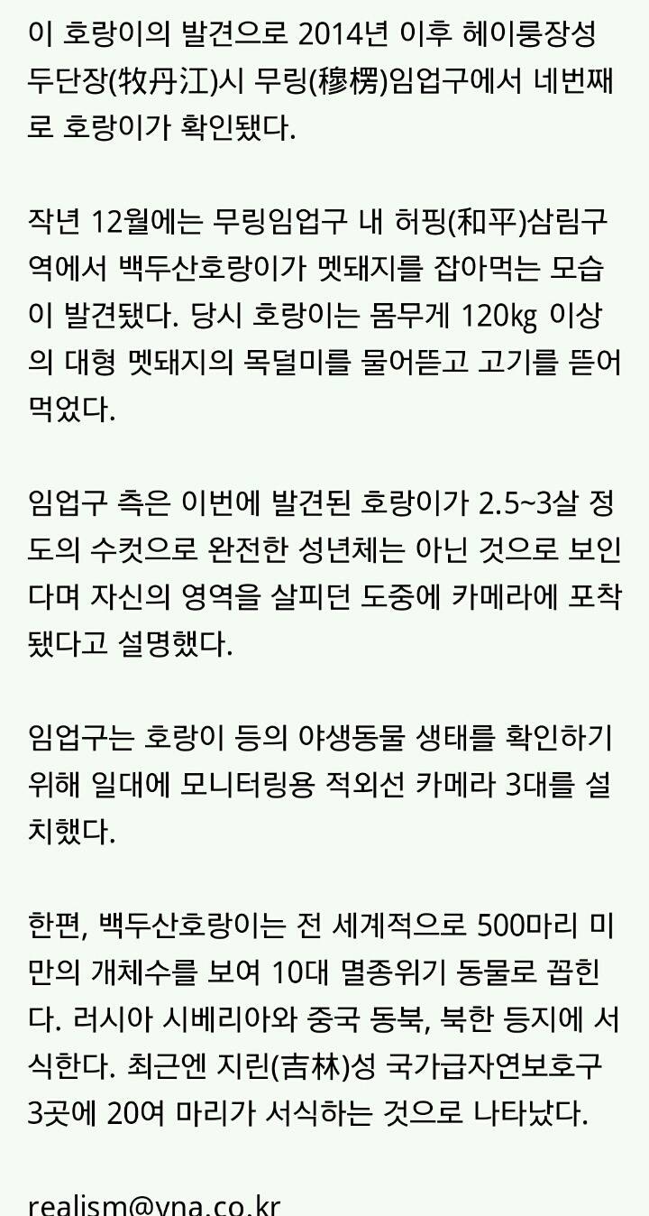 중국 동북지방서 야생 백두산호랑이 포착 | 인스티즈