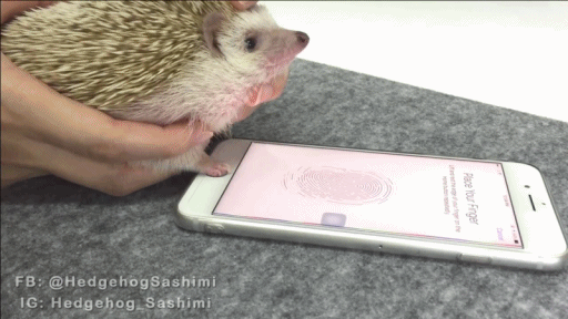 지문인식등록하는 고슴도치 | 인스티즈