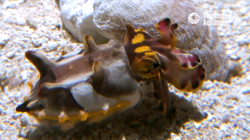 아주 못생긴 물고기 | 인스티즈