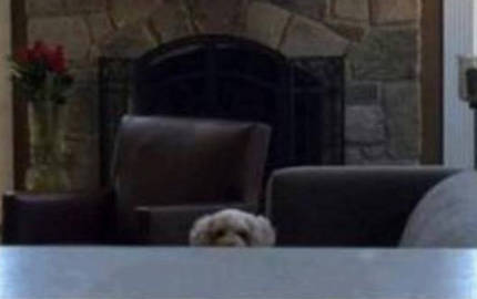 "결혼하면서 신랑이 데려온 강아지가 낯을 가려요" | 인스티즈