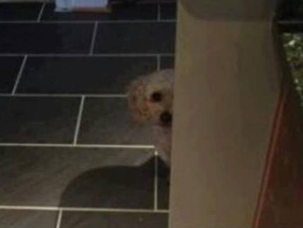 "결혼하면서 신랑이 데려온 강아지가 낯을 가려요" | 인스티즈