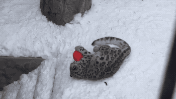 공놀이하는중 | 인스티즈