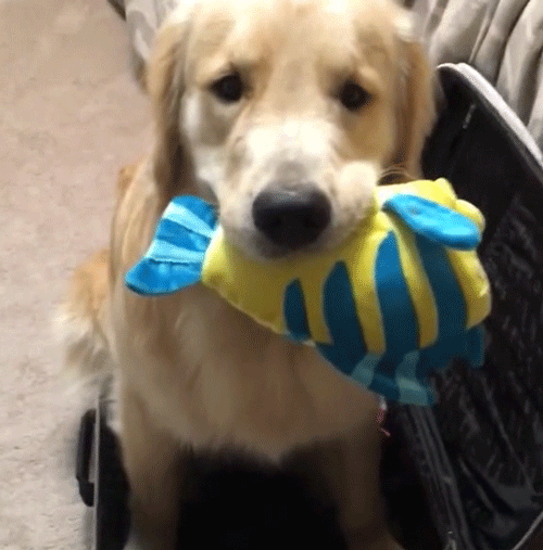 심장폭행하는 리트리버들 | 인스티즈