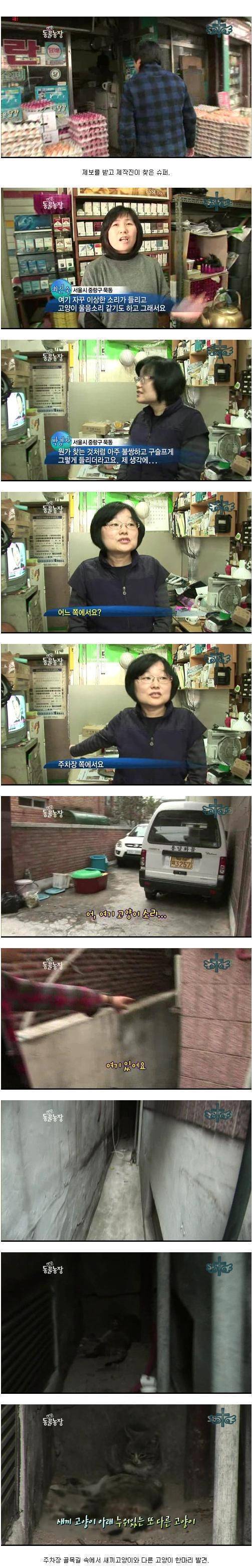 화제의 동물농장 새끼고양이.. | 인스티즈